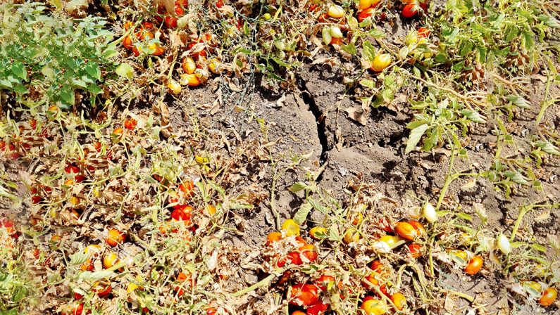 Emergenza siccità in Basilicata: «Fate presto o qui perdiamo tutto»