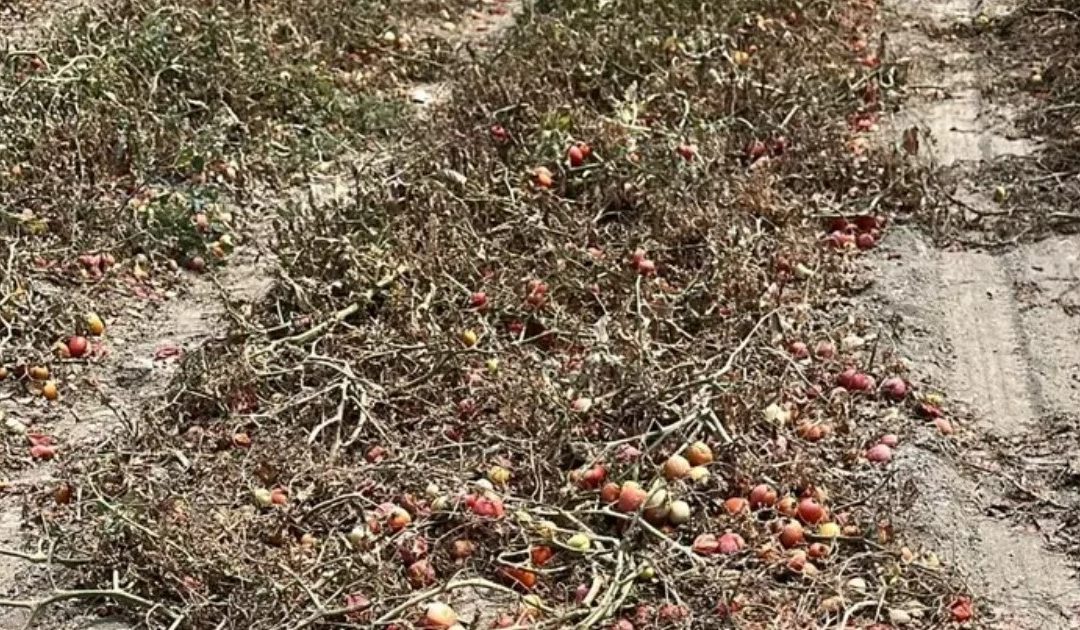 Siccità record nel Crotonese: Coldiretti chiede stato di calamità naturale