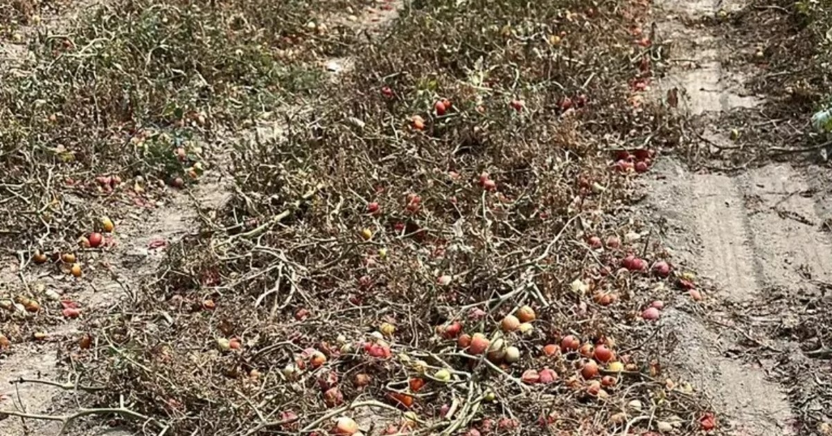 Siccità record nel Crotonese: Coldiretti chiede stato di calamità naturale