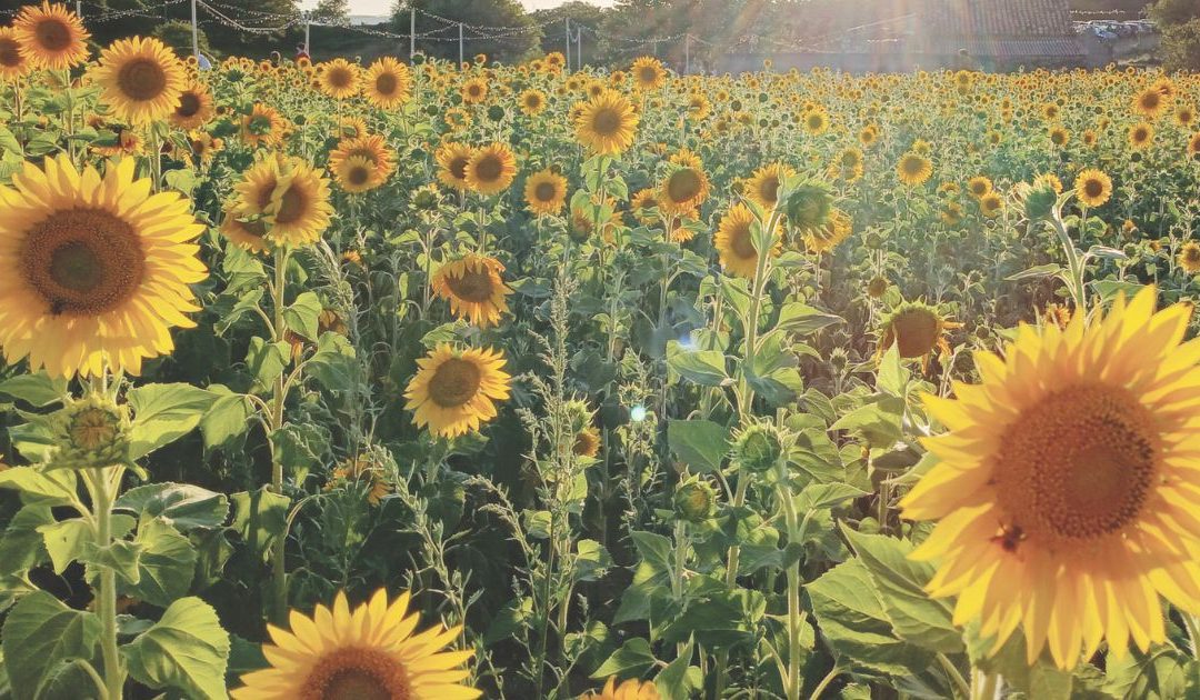 Montepaone, la via nuova dei girasoli dove si coltivano fiori e relazioni