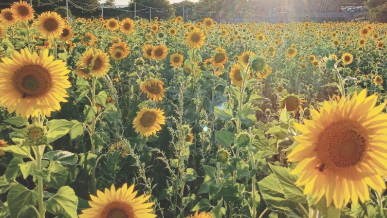 Montepaone, la via nuova dei girasoli dove si coltivano fiori e relazioni