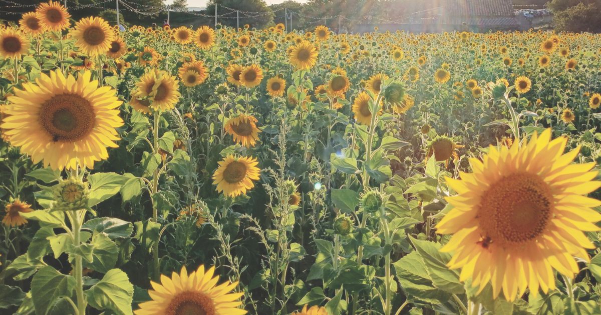 Montepaone, la via nuova dei girasoli dove si coltivano fiori e relazioni