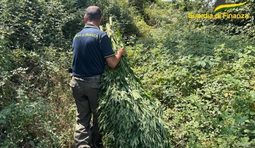 Cetraro, sequestro di circa 1000 piante di cannabis