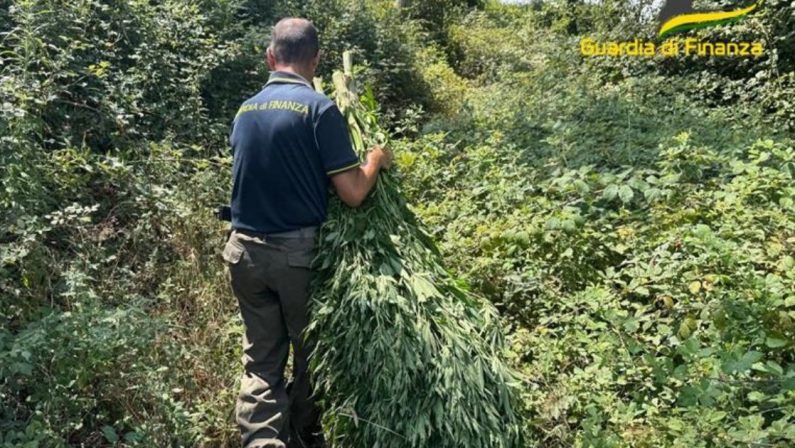 Cetraro, sequestro di circa 1000 piante di cannabis