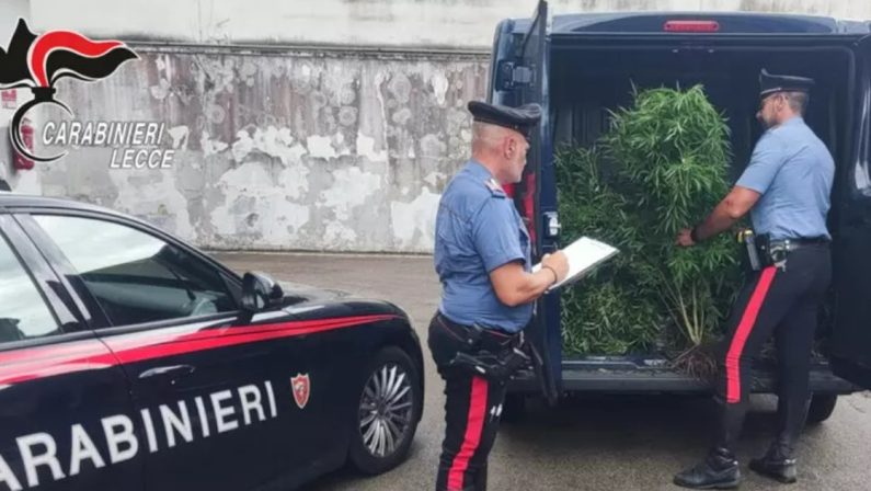 Maxi sequestro di piantagioni di marijuana a Lecce