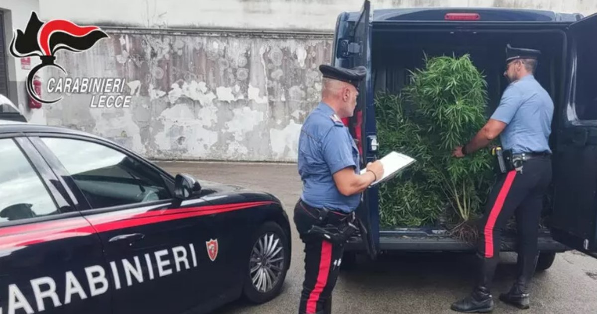 Maxi sequestro di piantagioni di marijuana a Lecce