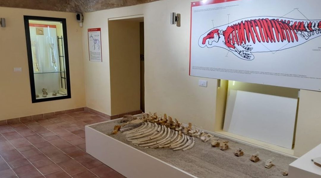 Il fossile esposto al Museo civico di Ricadi