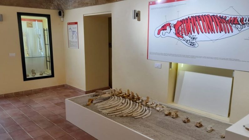 A Ricadi un reperto preistorico dichiarato fossile regionale