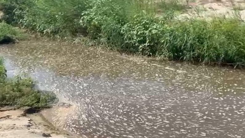 Vibo, il torrente Sant'Anna a Bivona torna a trasportare liquami