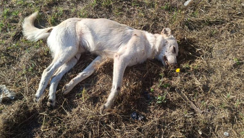 Rombiolo, strage di cani randagi, avvelenati in un sol colpo circa 20 animali