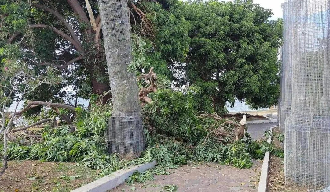 Reggio, grosso ramo di un albero cade su una colonna di Tresoldi