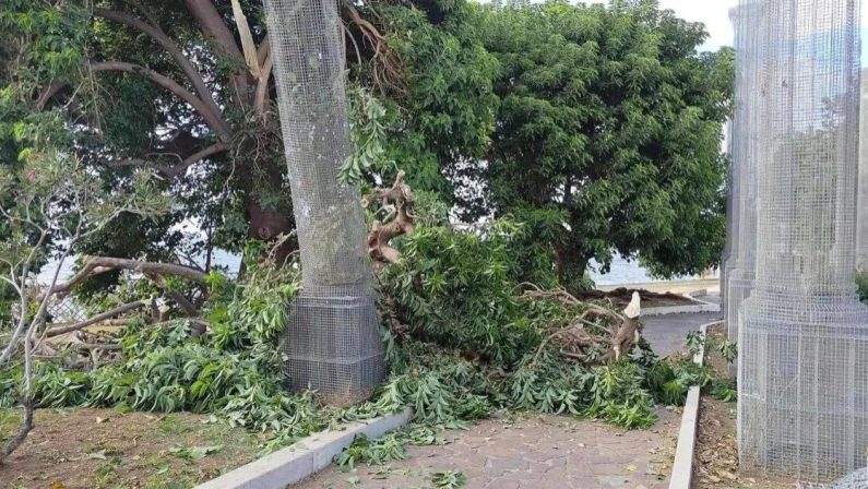 Reggio, un grosso ramo di un albero cade su una colonna di Tresoldi