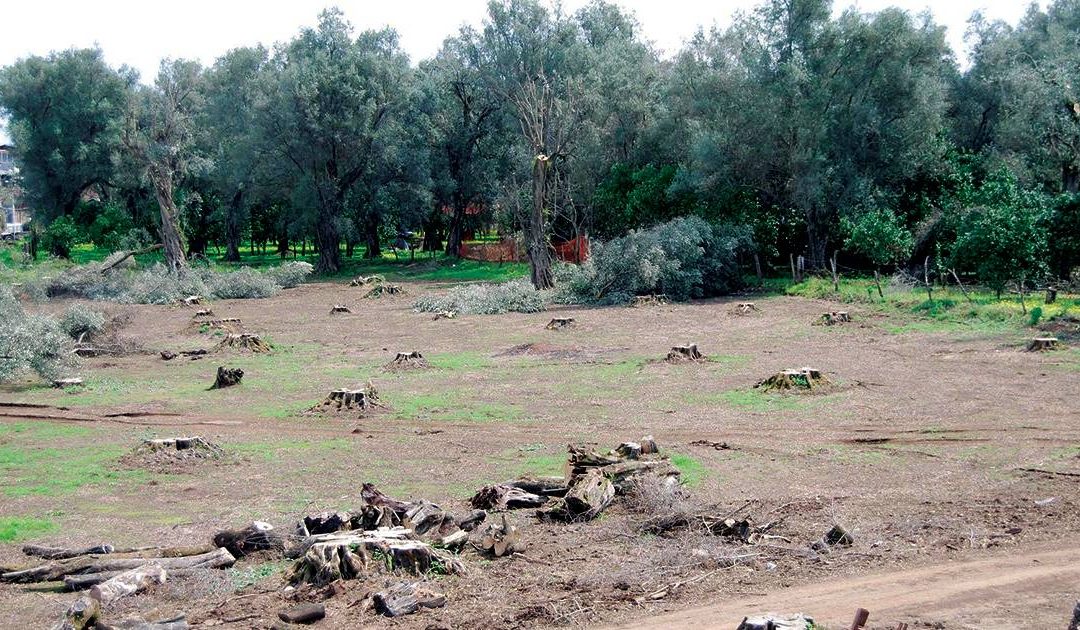 Gioia Tauro, c’era una volta la Piana degli ulivi, al posto degli alberi distese di kiweti