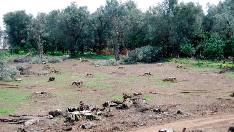 Gioia Tauro, c’era una volta la Piana degli ulivi, al posto degli alberi distese di kiweti