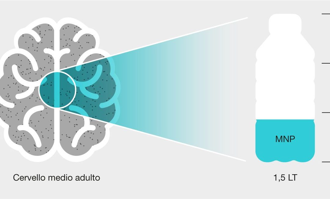 Nel cervello umano l’equivalente di 1/3 di una bottiglia di plastica
