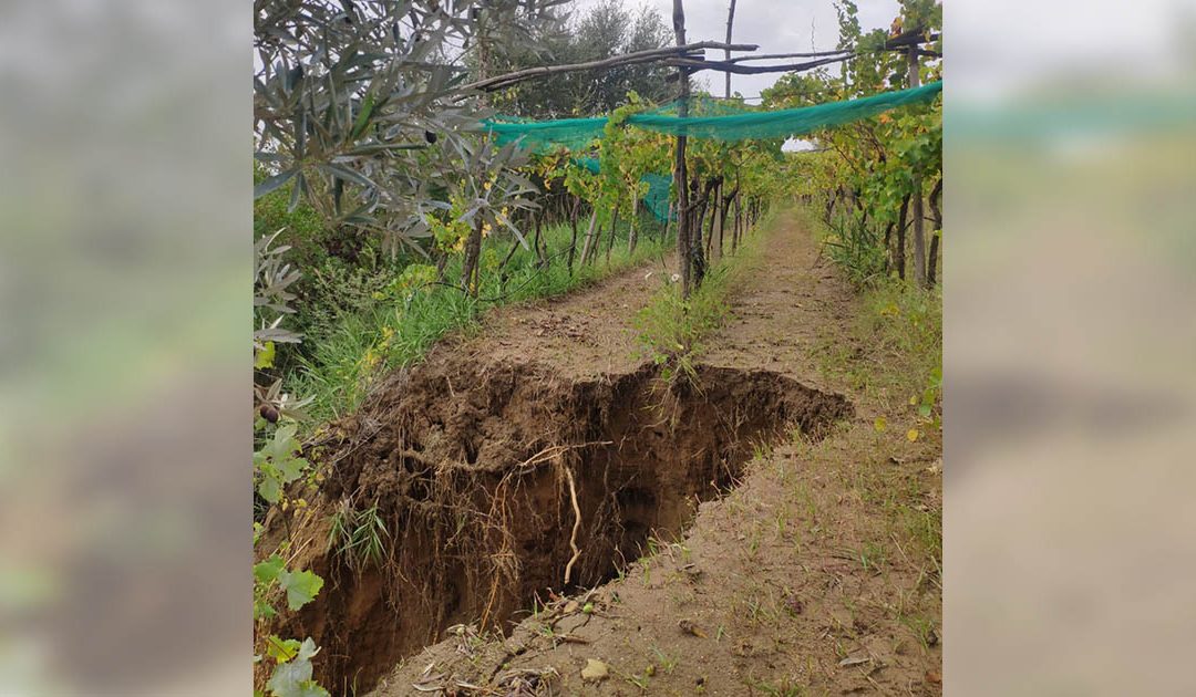 Danni all'agricoltura causati dal maltempo