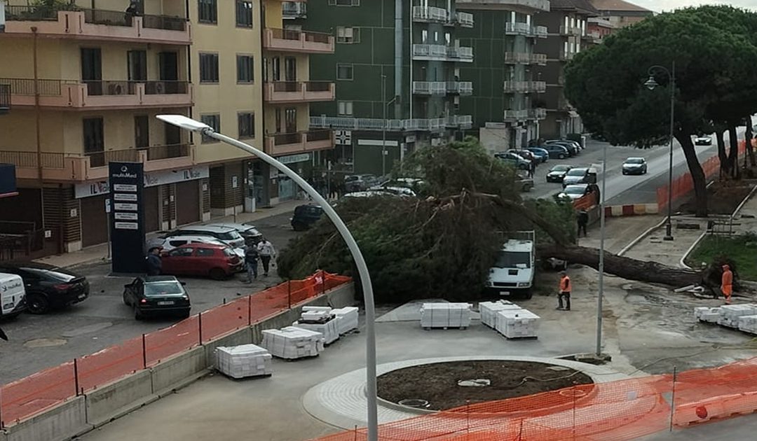 L'albero caduto su viale Affaccio