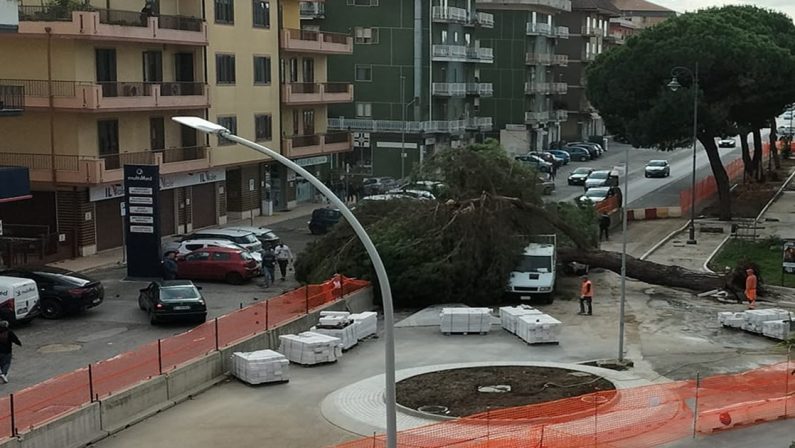 Tragedia sfiorata a Vibo per la caduta di un albero