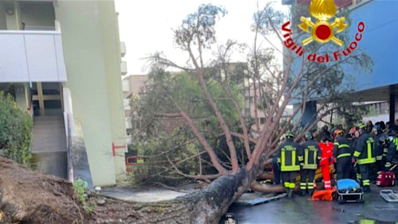 Salerno, albero crolla all'Università di Fisciano: cinque feriti