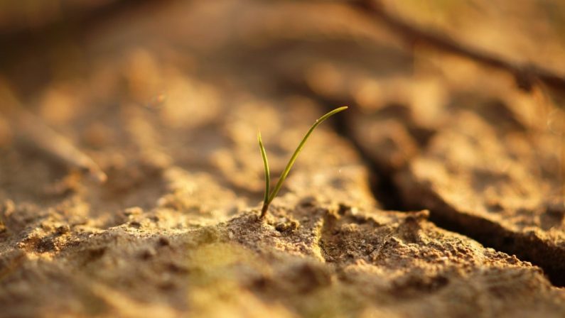 Napoli, “Agri-Cultura”: la rivoluzione verde che rigenera Ponticelli