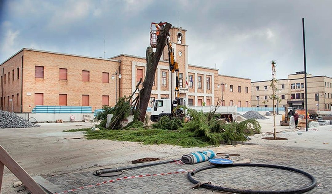 Vibo, addio al Cedro del Libano in piazza Municipio, al suo posto l'albero simbolo di Tokyo