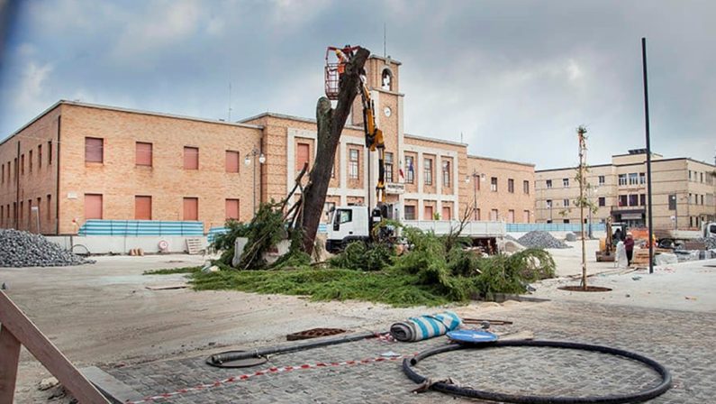 Vibo, addio allo storico Cedro del Libano, al suo posto l'albero simbolo di Tokyo