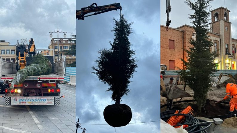 Vibo, in Piazza Municipio torna il Cedro