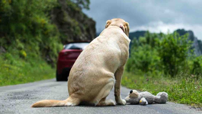 Abbandono di animali: si rischia fino a 7 anni di carcere