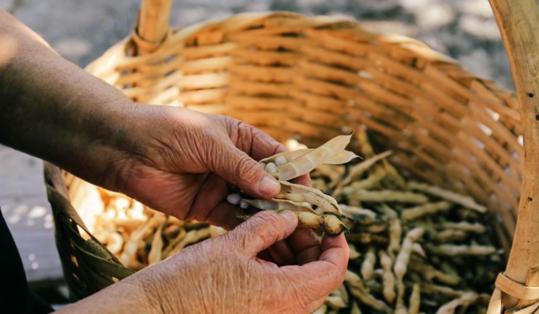 Il fagiolo poverello bianco, presidio Slow Food in Calabria