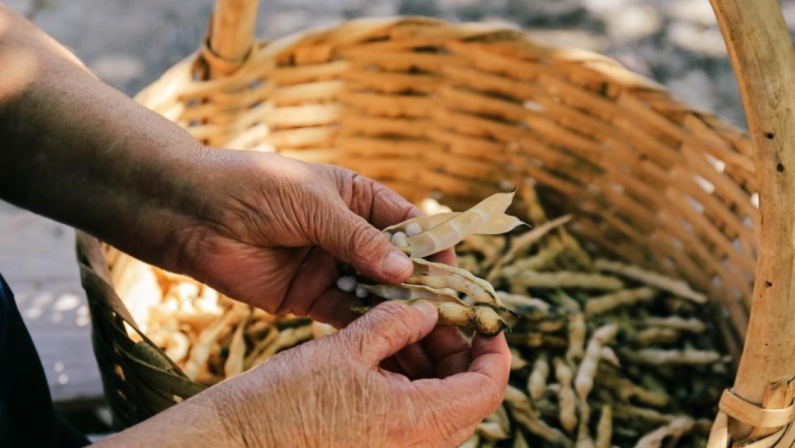 “Presidiamo la Calabria”, nuovo progetto di Slow Food Italia