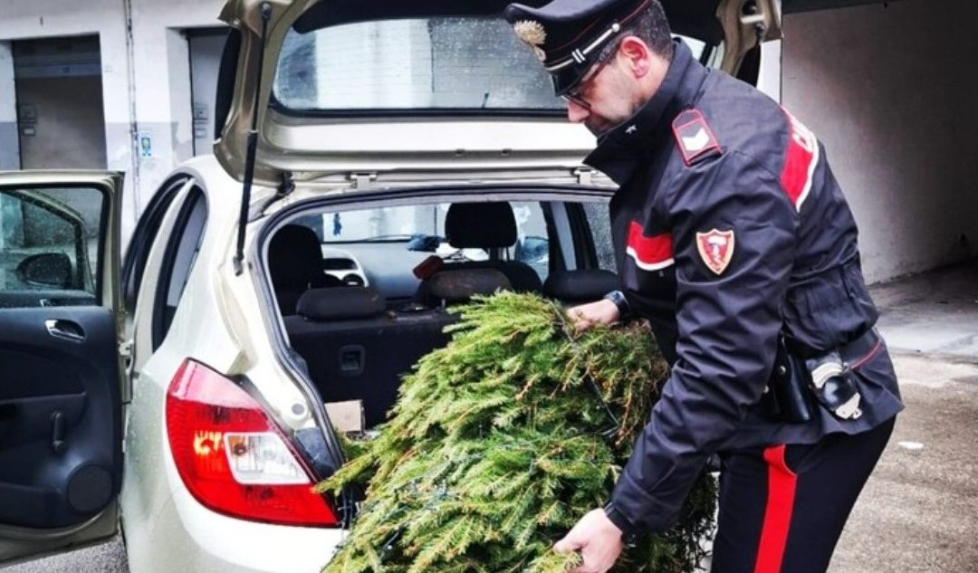 Lecce, 4 ragazzi rubano l’albero di Natale da un bar