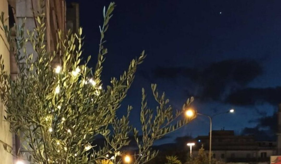 Natale a Ostuni, 300 ulivi illuminati per sensibilizzare sulla Xylella