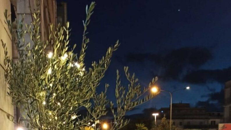 Natale a Ostuni, 300 ulivi illuminati per sensibilizzare sulla Xylella